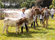 Malton Show 2024